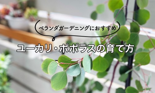 鹅口疮和唇炎的区别、口腔溃疡与鹅口疮有什么区别 -溃疡性口腔炎和鹅口疮区别网
